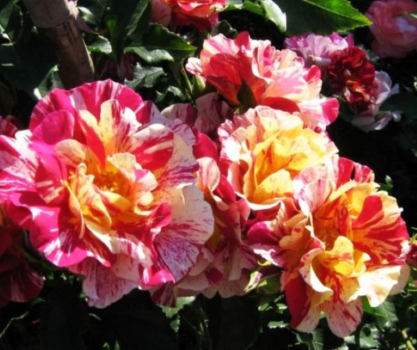 Роза Эдгар Дега - особенности и характеристика сорта, правила посадки и ухода, отзывы Судебный арбитражный практикант Роза Эдгар Дега: особенности и характеристика сорта, правила посадки и ухода, отзывы | Судебный арбитражный практикант